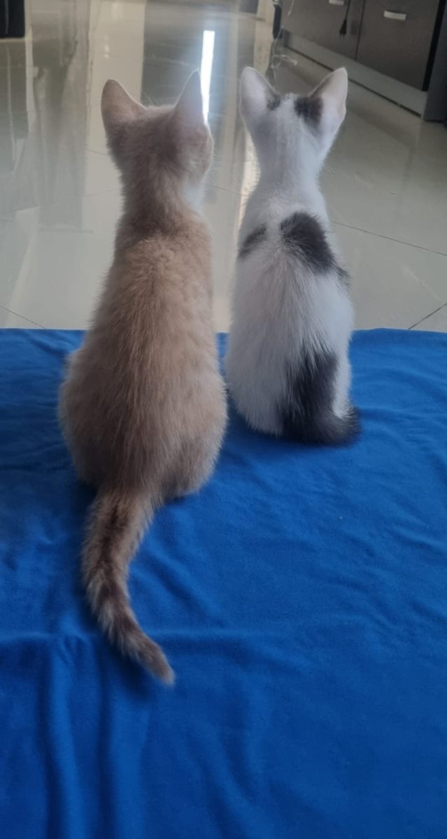 Jax &Jinx