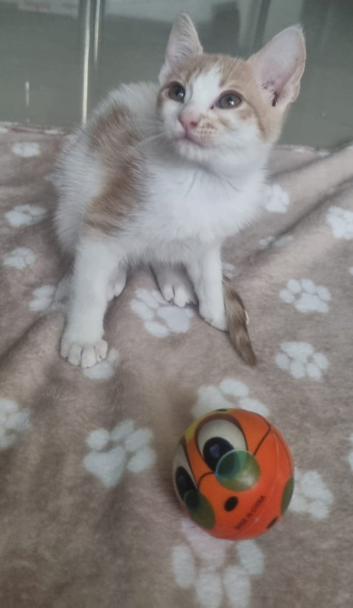 Minnie-micuta dragalasa