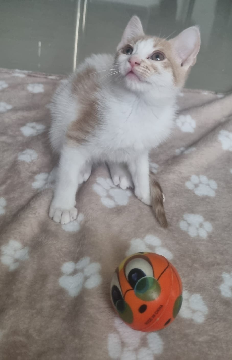 🎀 Minnie – mică, portocalie și cu suflet blând
