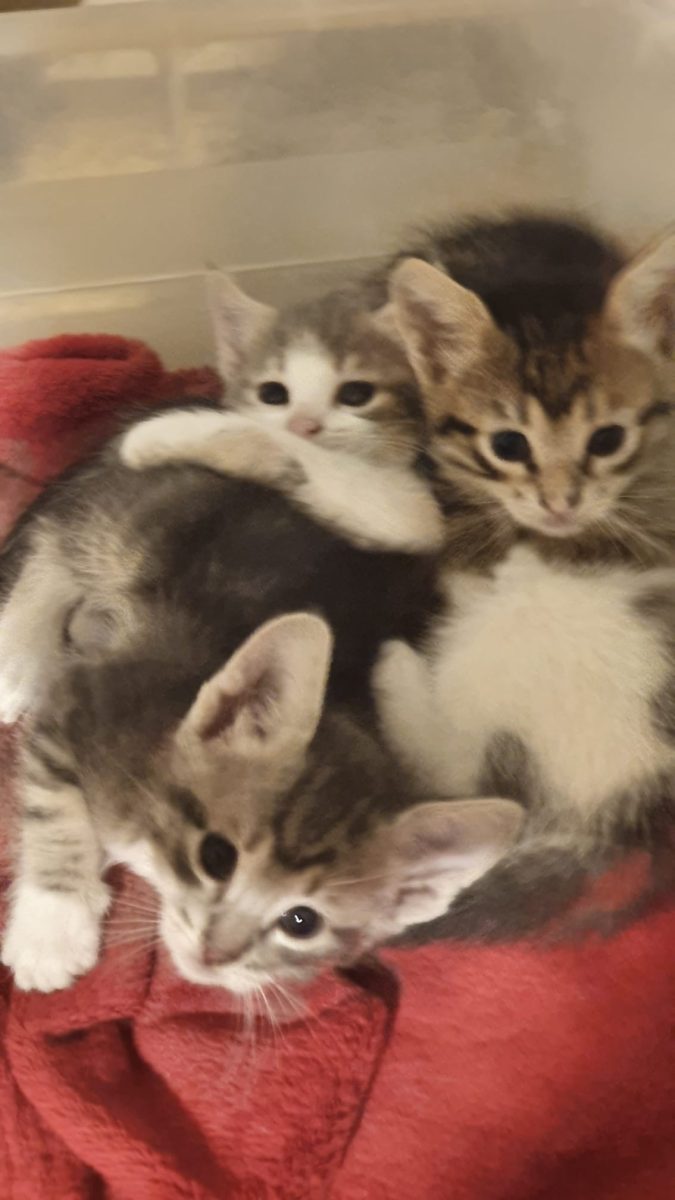 Ghemotoace pentru adopție 🥰