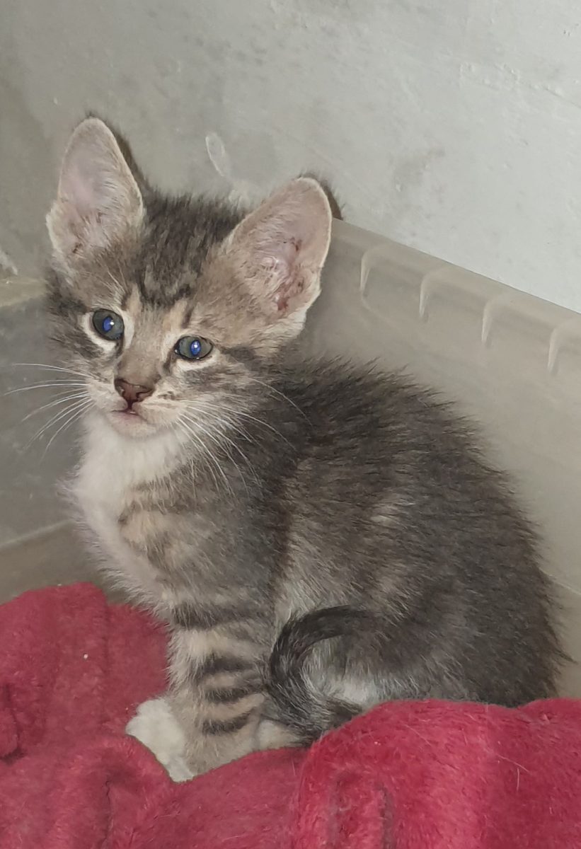 Ghemotoace pentru adopție 😍