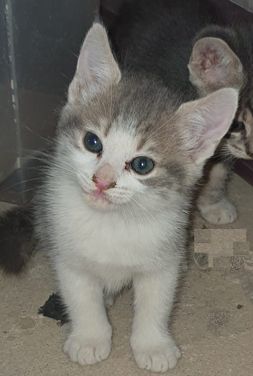 Ghemotoace de blăniță caută casute 😍