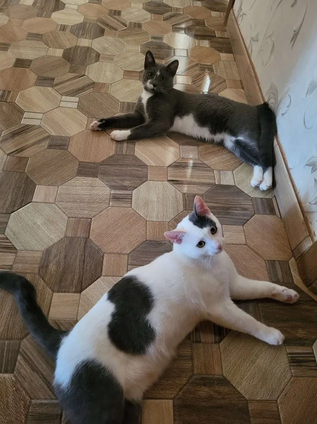 Kaiser & Filip in cautaure de o casa noua