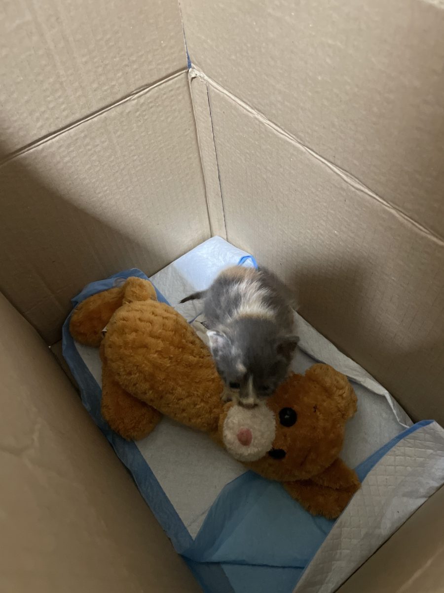 Adopție pui pisică