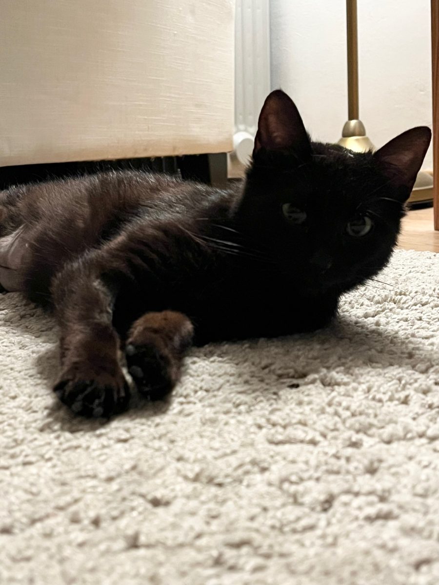 Cleo, jucausa si iubitoare, isi cauta casa