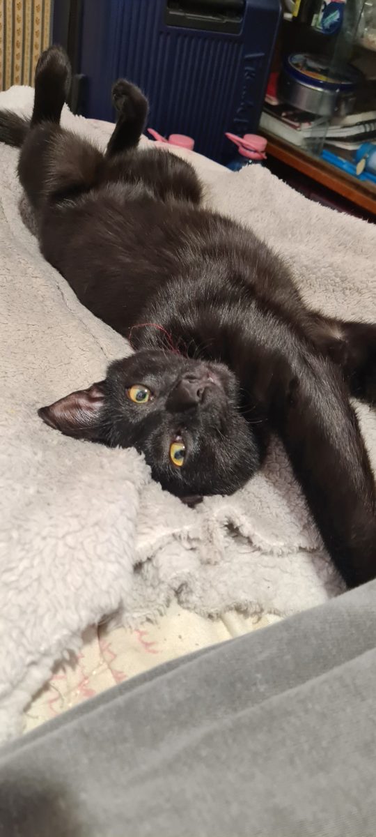 Dau spre adopție o pisica