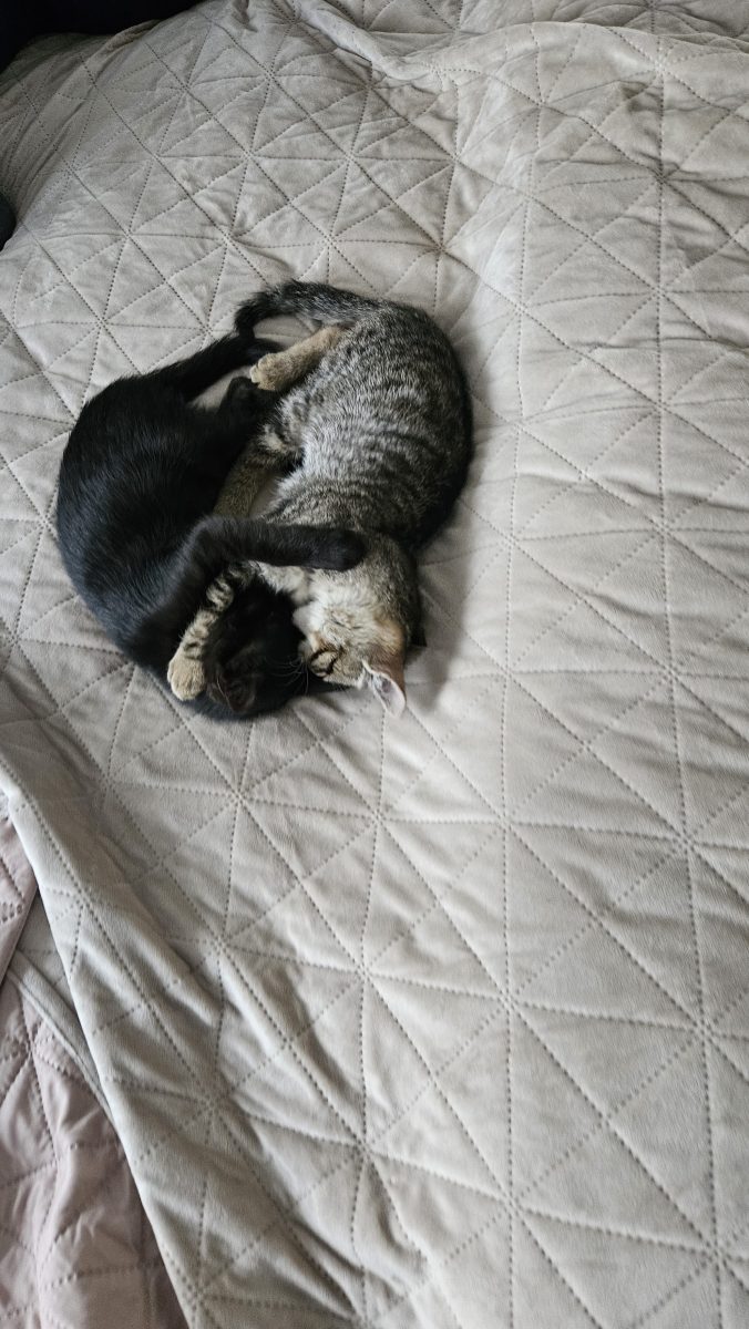 Doi pisoiași jucăuși își caută familie-ideal împreună 🐾