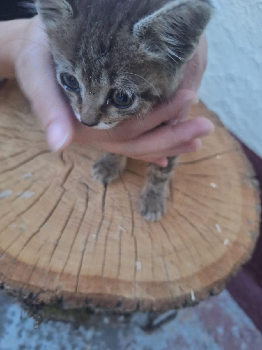 Pisica spre adoptie
