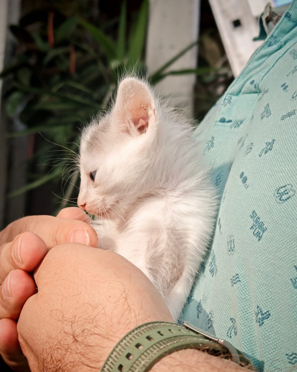 Luna, pisicuța blândă și gingașă