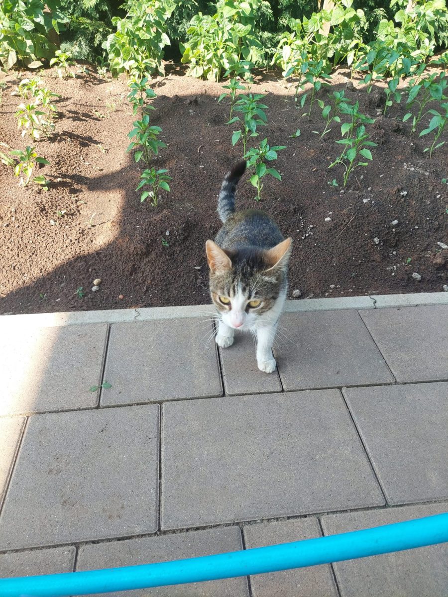 Fetita mica psisicuta -spre adoptie