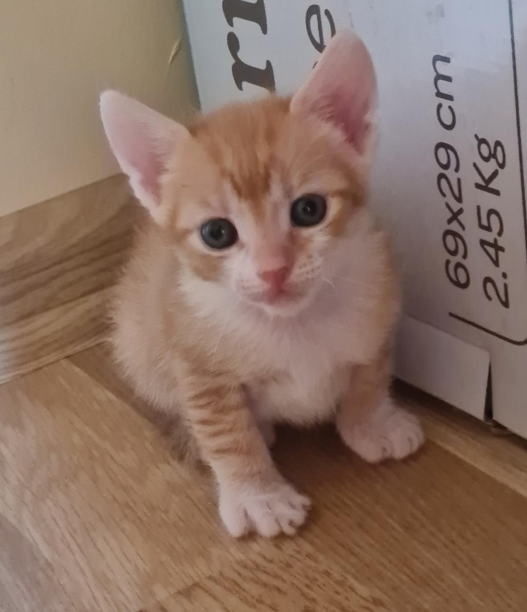 Pentru adoptie