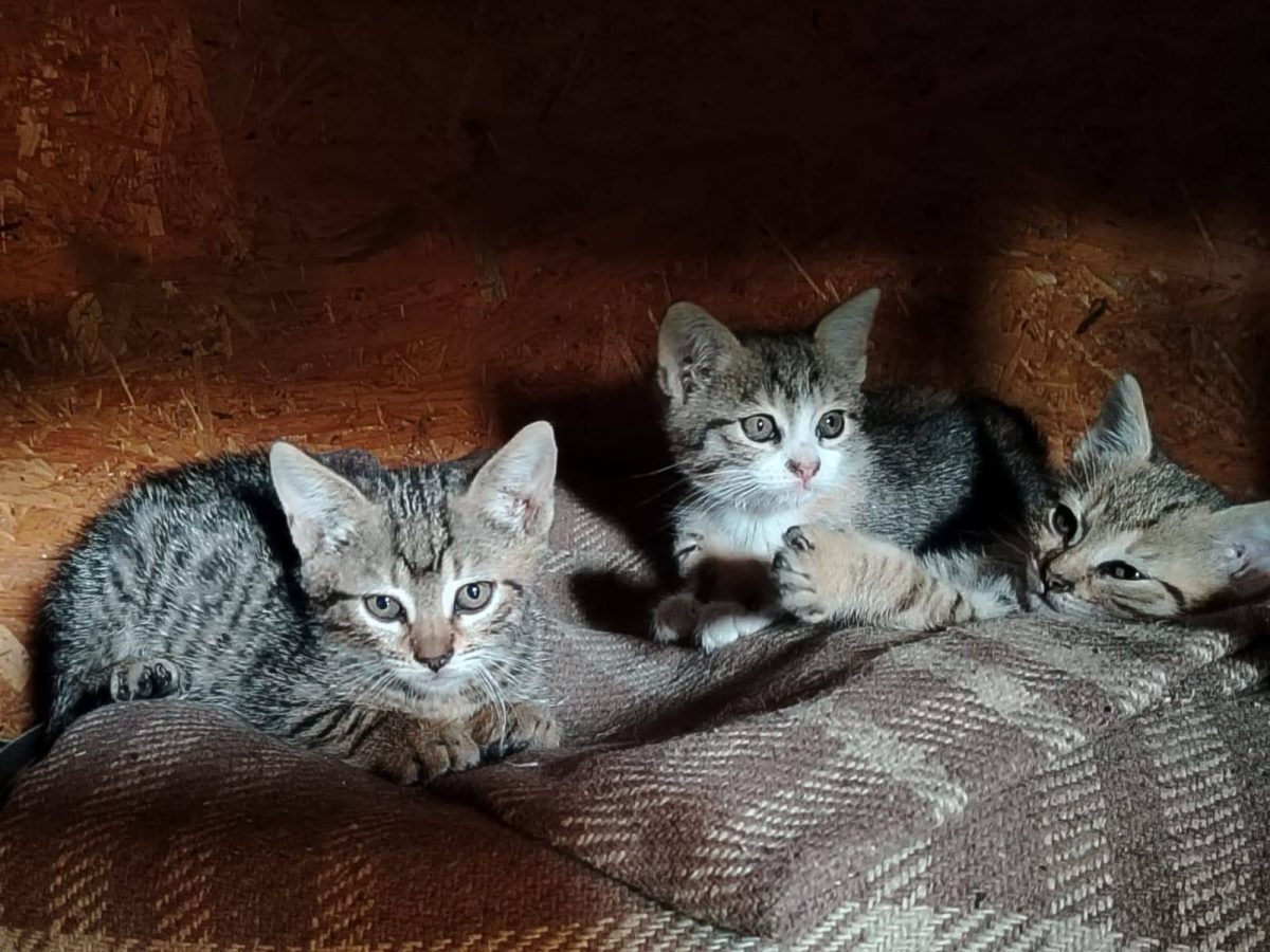 Trei sărăcuți părăsiți la Nișcov
