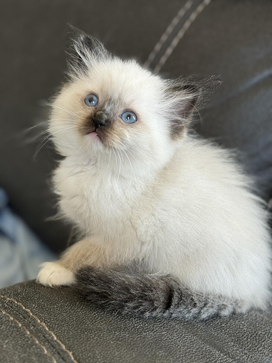 Pisicuțe ragdoll disponibile