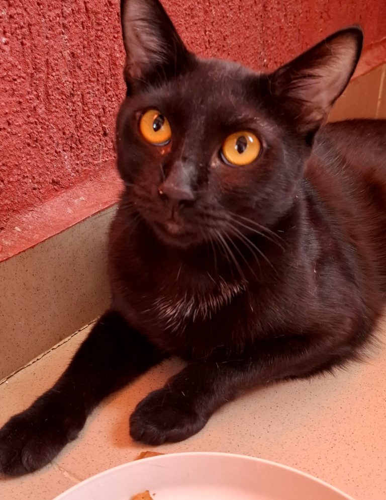Adoptie pisica neagra castrata Hurem
