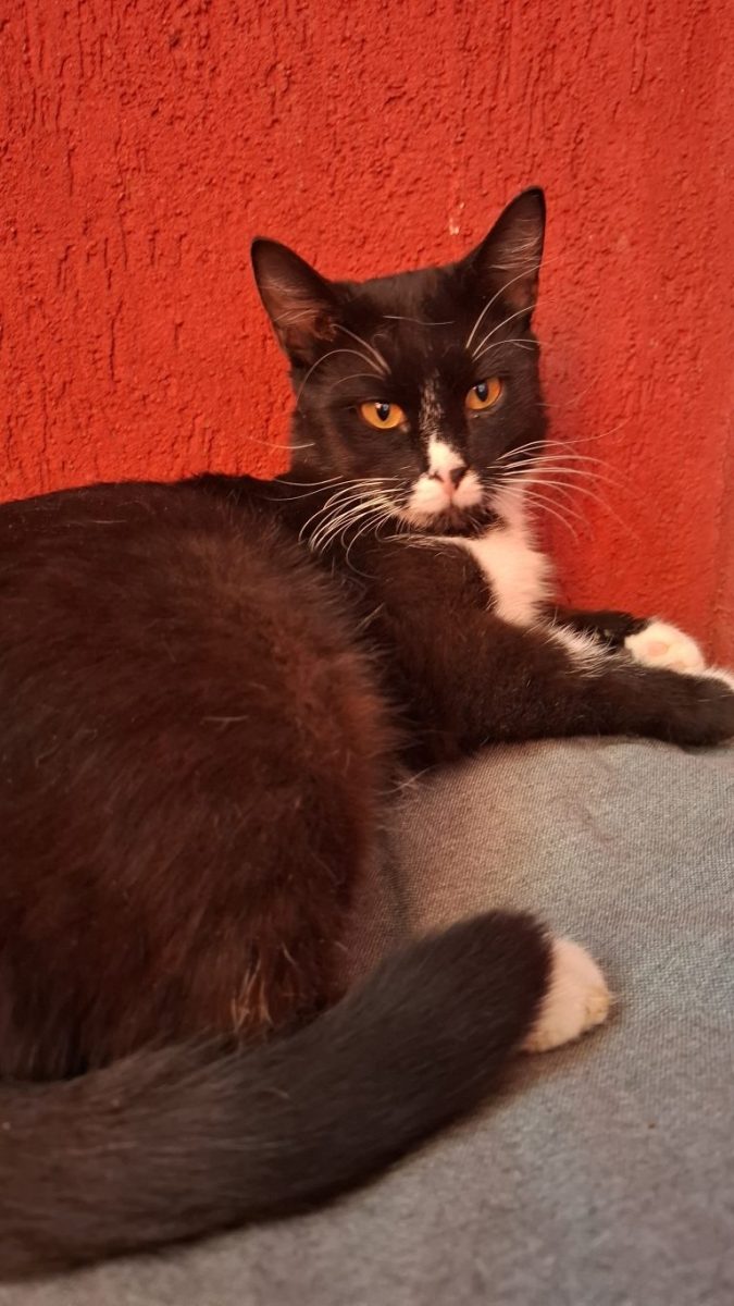 Adoptie motan negru castrat tuxedo Lucky
