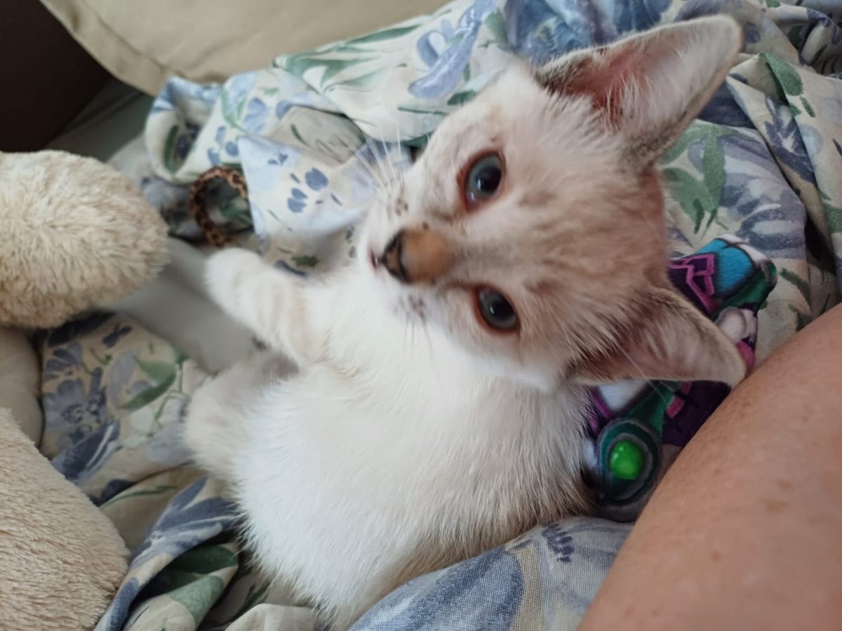 Adoptie pui de pisica Crina