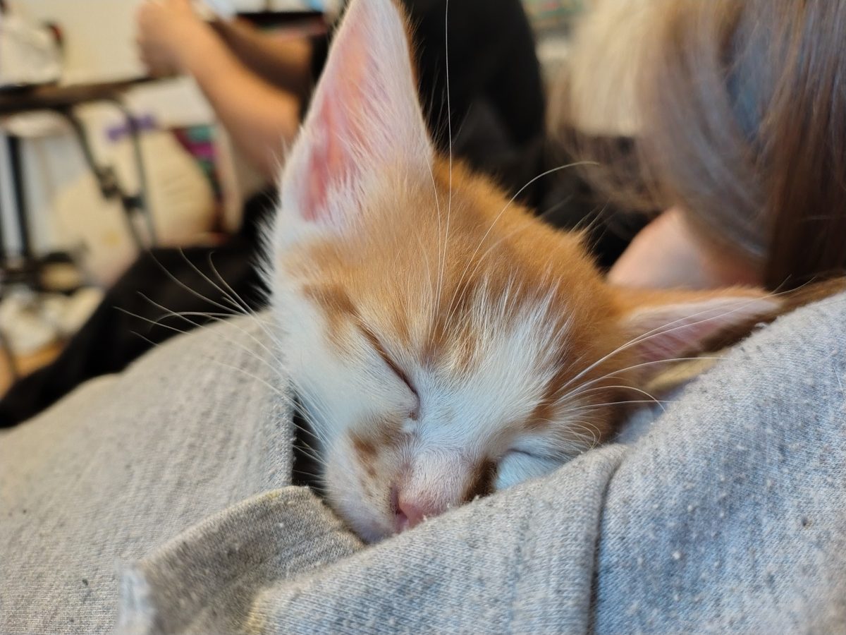 Dau spre adopție pui de motan, Bisky