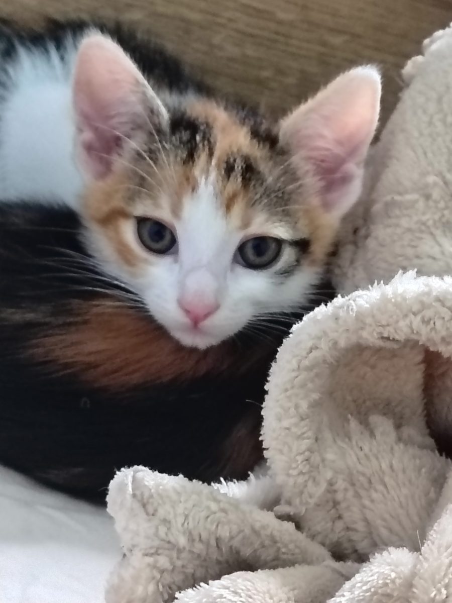 Dau spre adopție pui de pisica Guppy