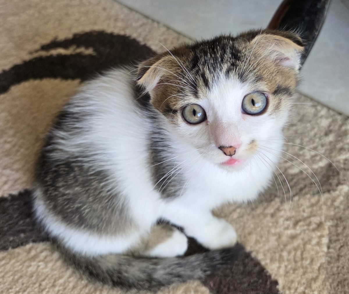 Donez pisicuțe scottish fold