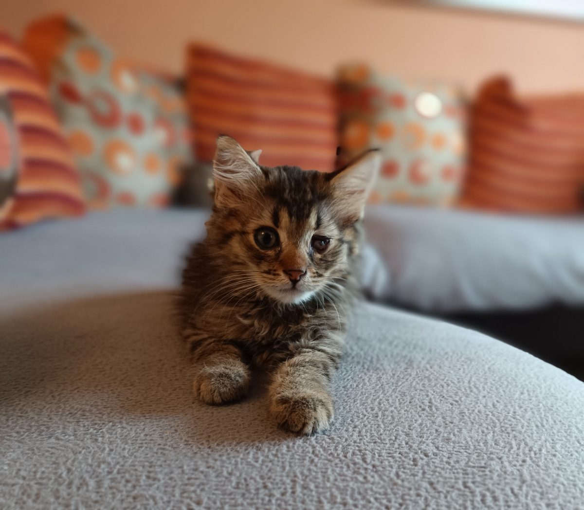 Pui pentru adoptați