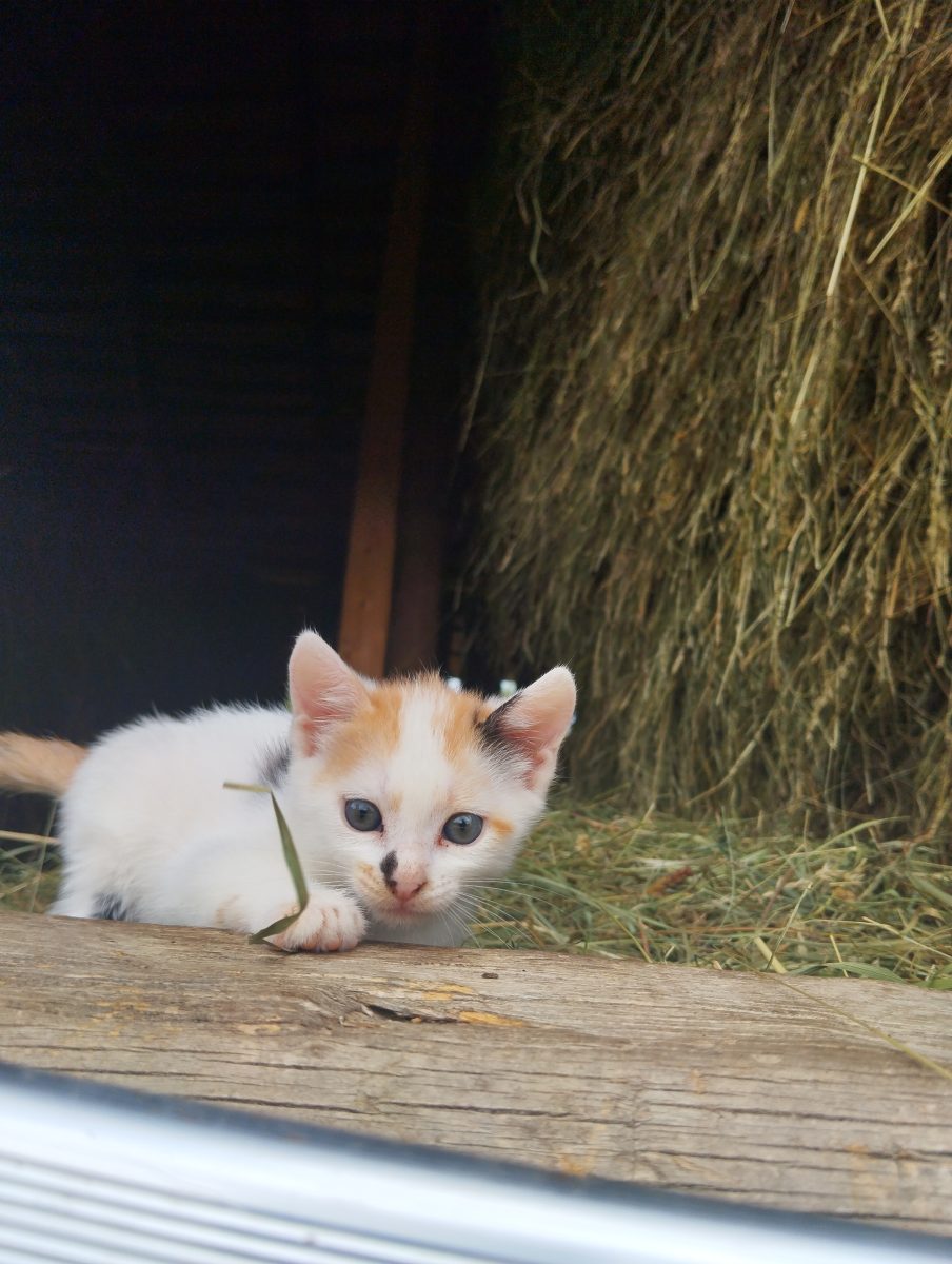 4 pisoiași își caută familie