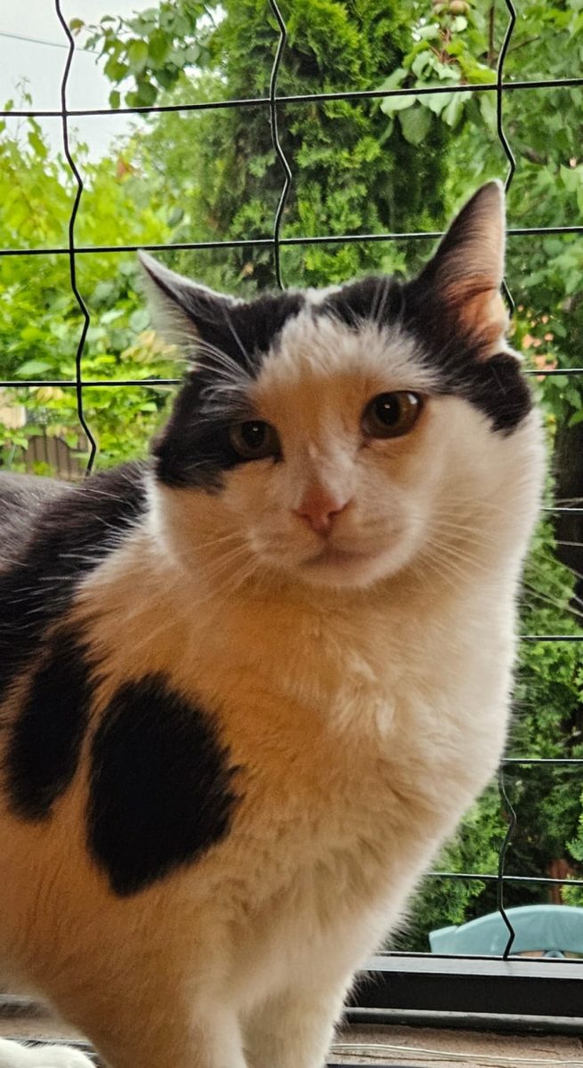 Adoptie motan castrat Hellas