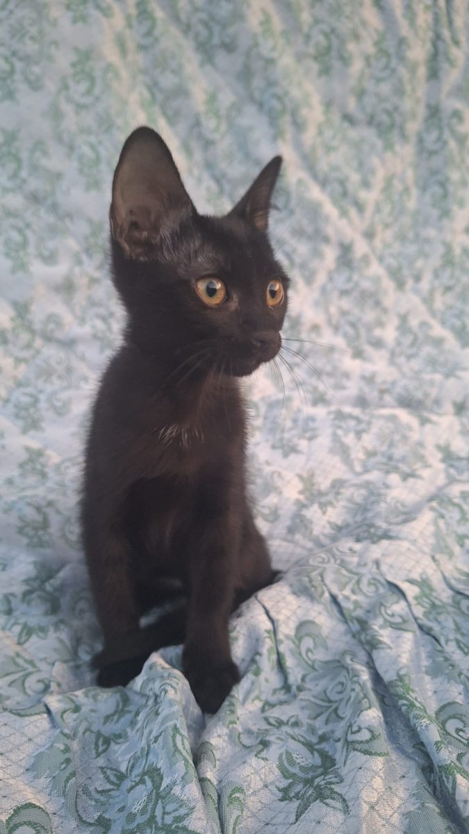 Pisoiași pentru adoptie