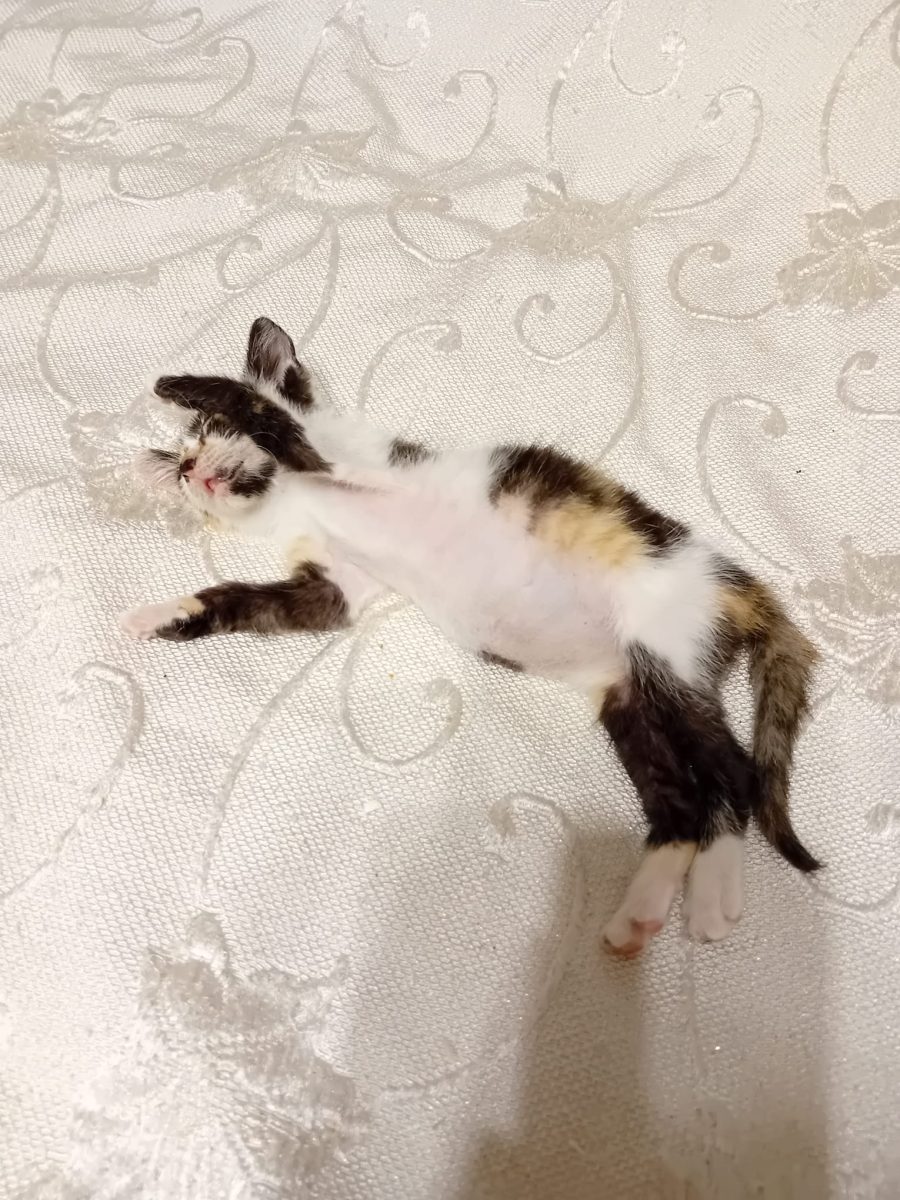 Adopție pisicuta 1luna