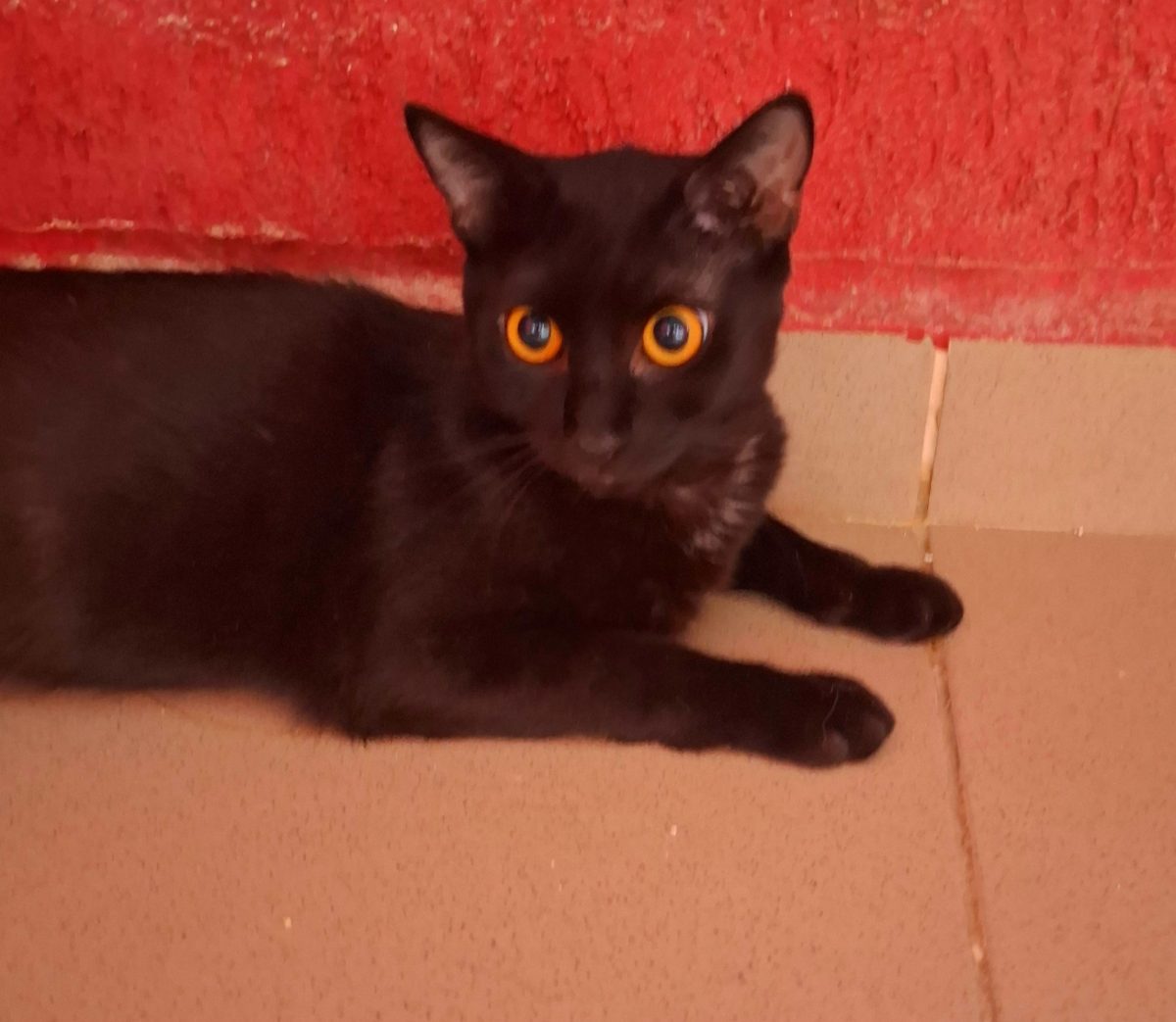 Adoptie pisica neagra Hurem