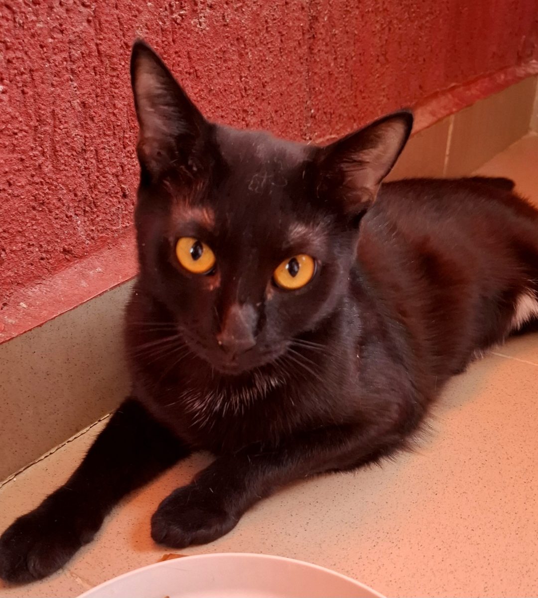 Adoptie pisica neagra Hurem