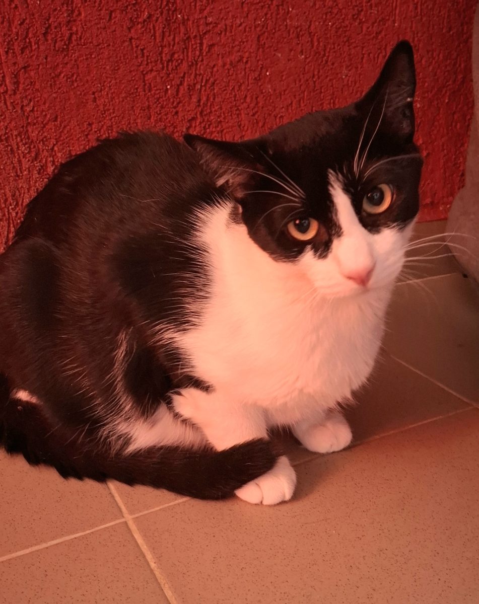 Adoptie motan castrat Apollo