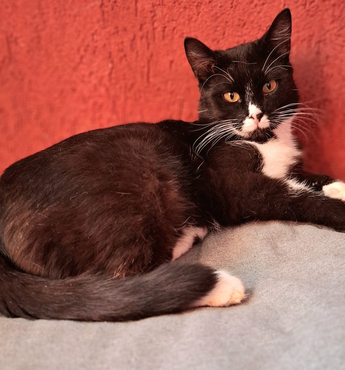 Adoptie motan negru castrat Lukas