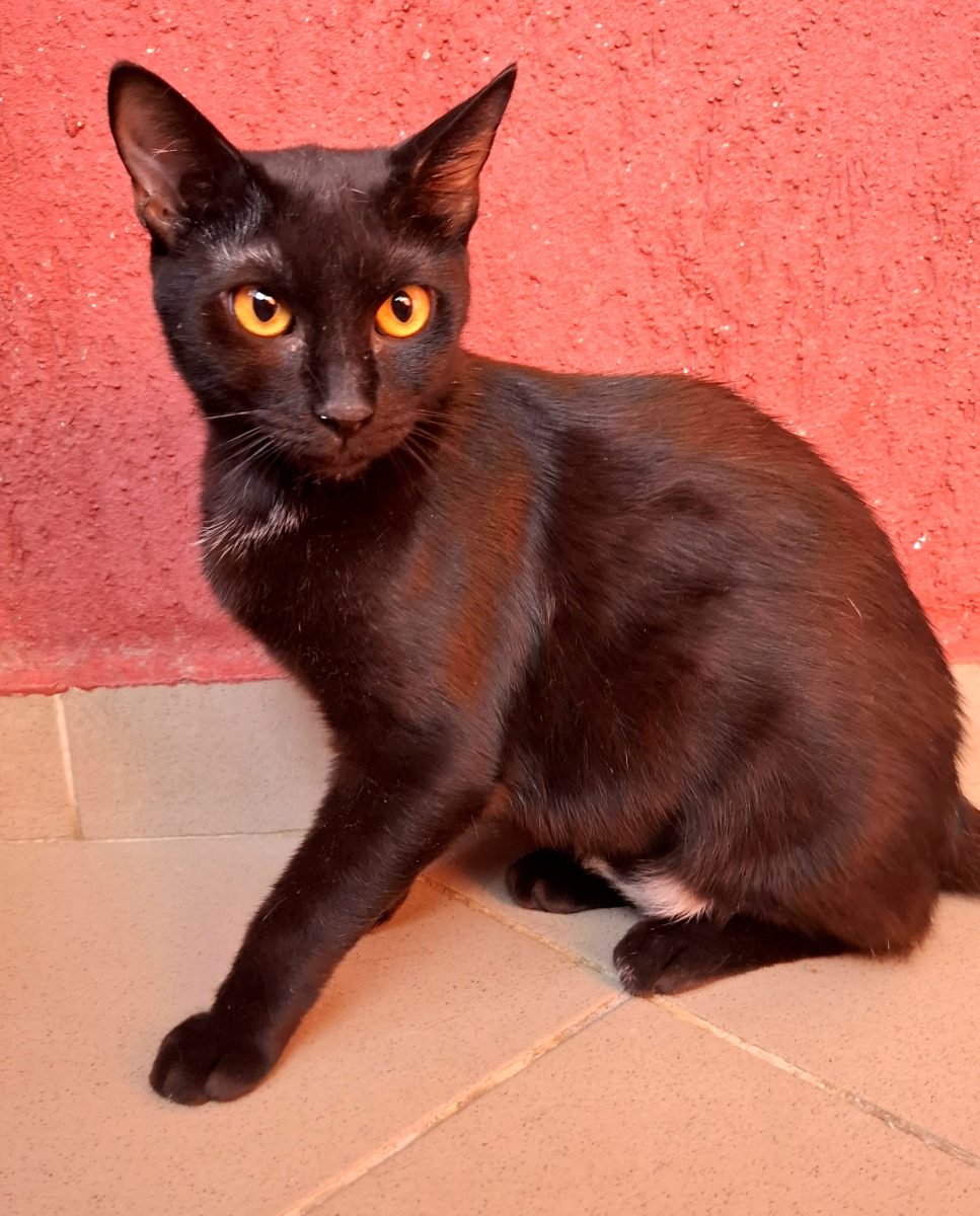 Adoptie pisica neagra Hurem