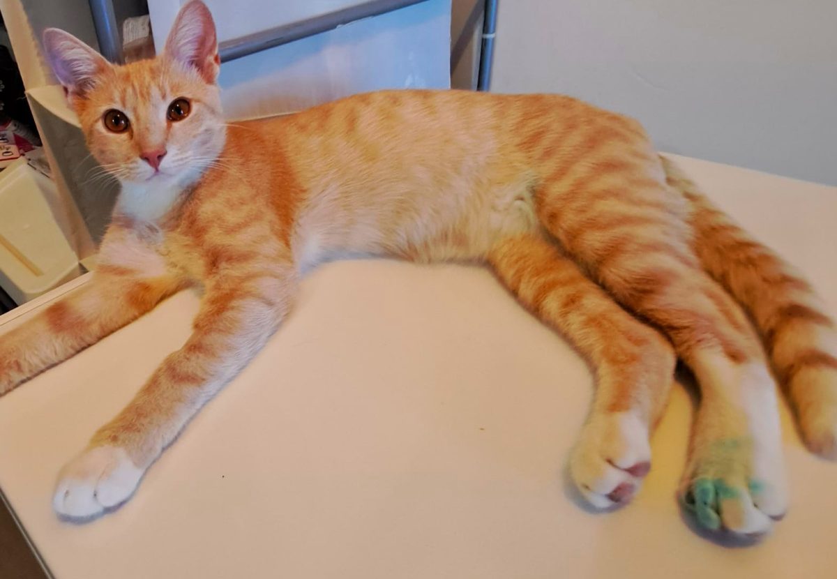 Adoptie pisica motan roscat Poenaru