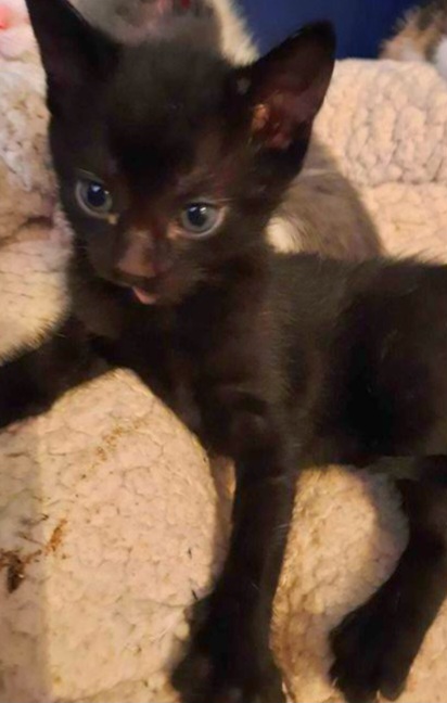 Adoptie pui de pisica negru Ares