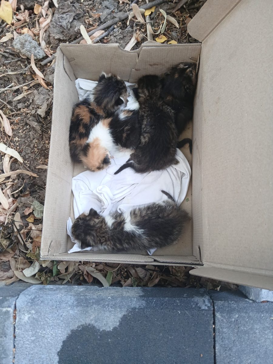 5 pisicuți abandonați în căutare de familie