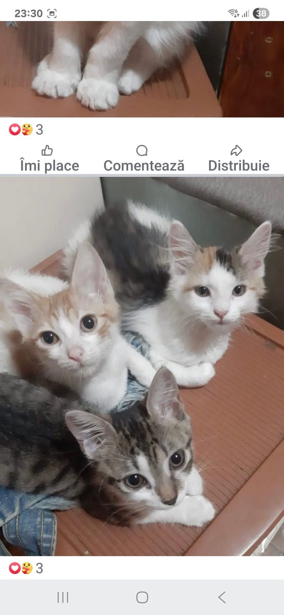 Pisici mici cauta casuta.