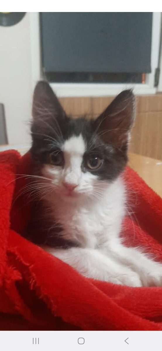 Nova