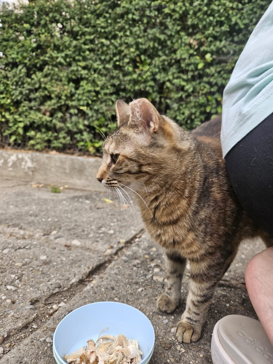 Leia, fetita de pe strada isi casuta familie