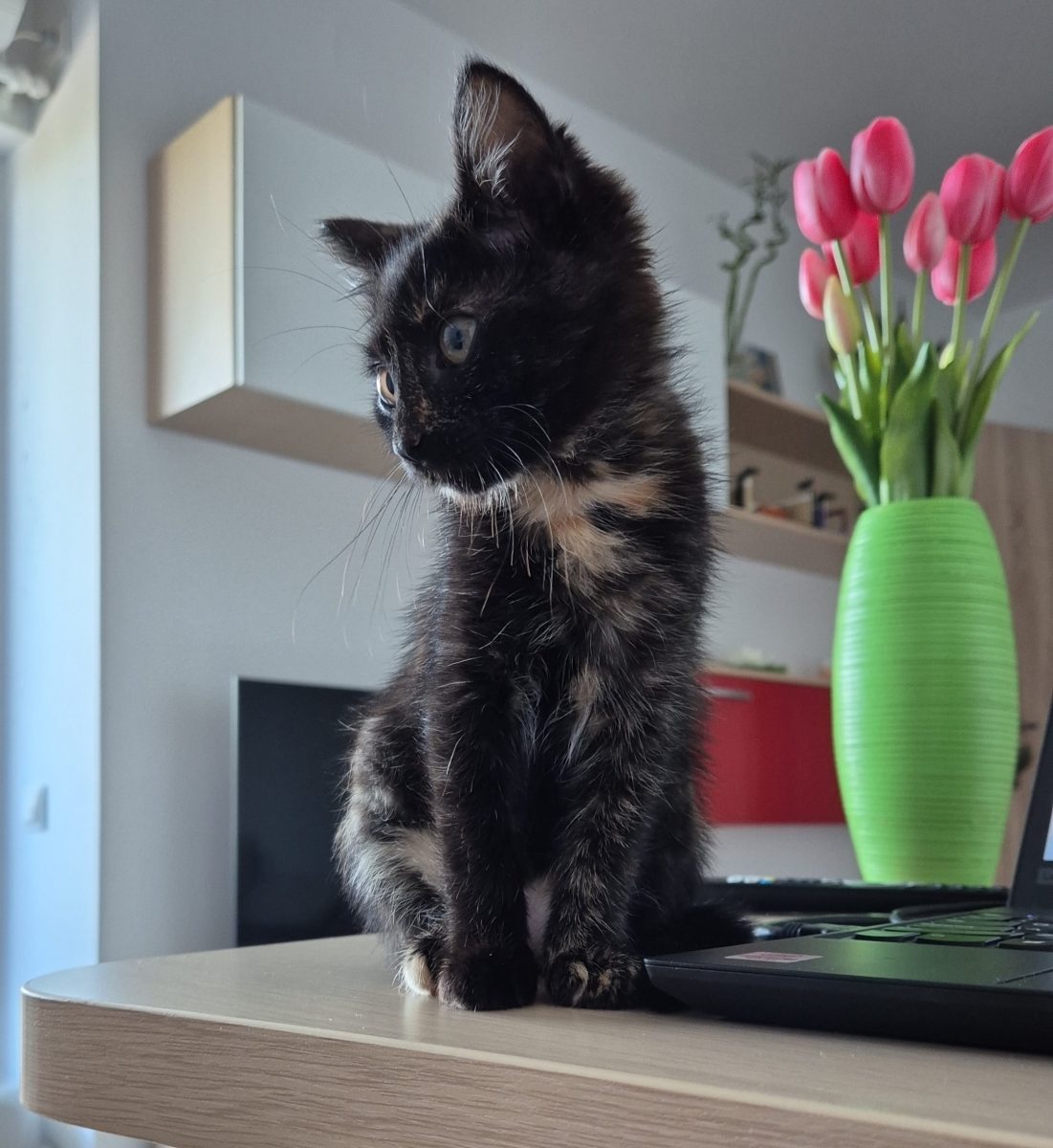 Mia, torcacioasa cauta familie
