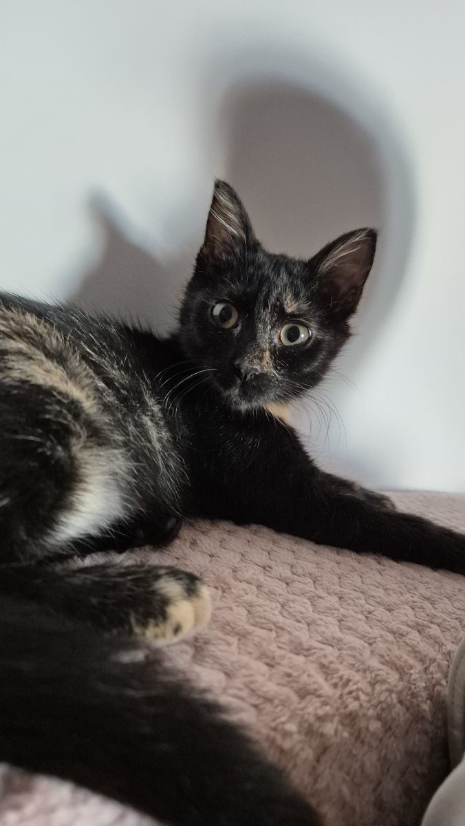 Mia, pisica care iti sta in picioare