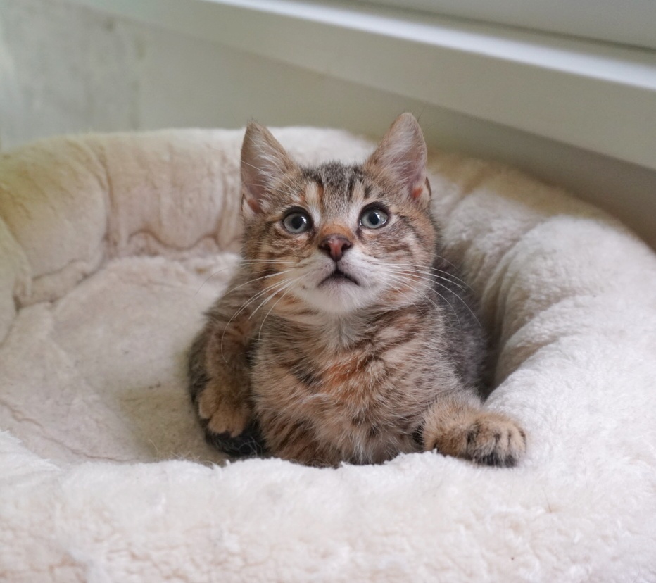 Monica o să te iubească la infinit dacă o adopți