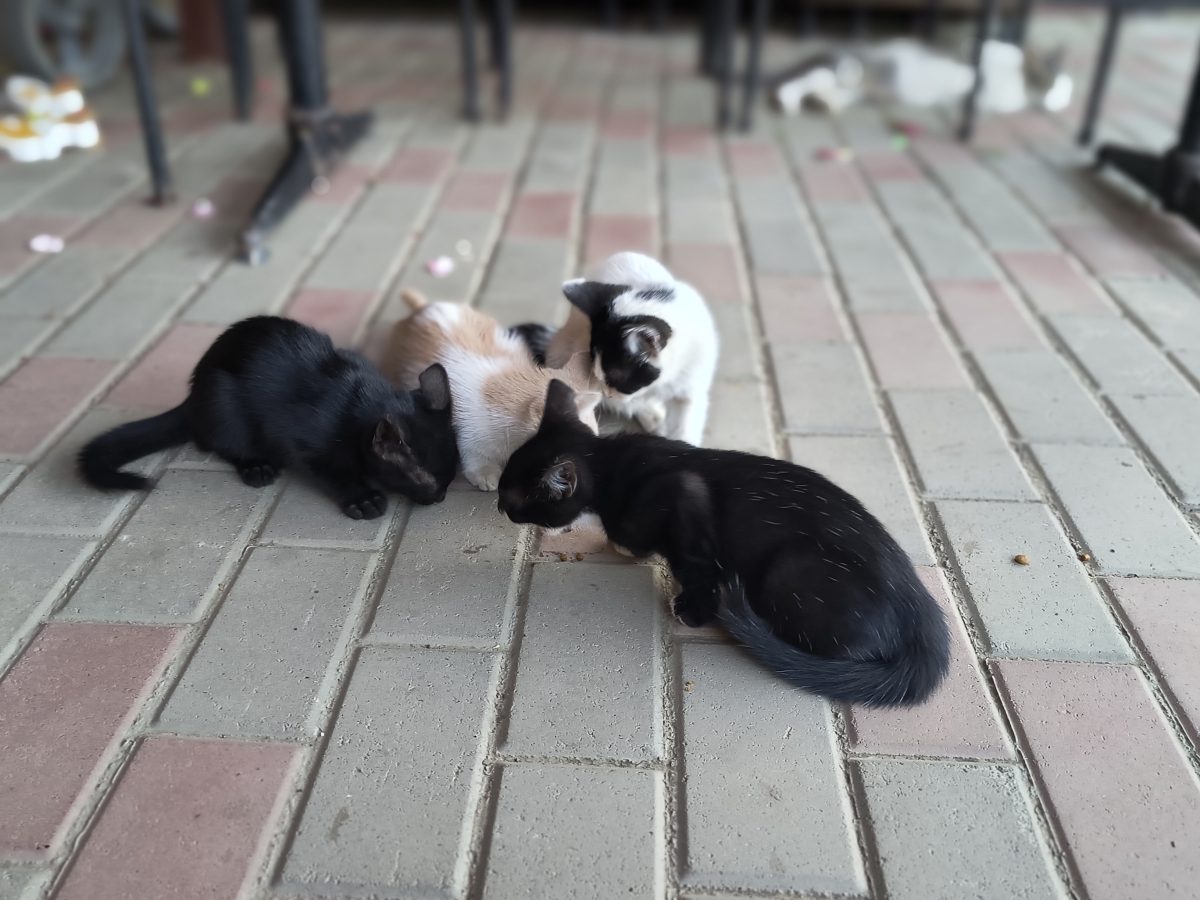 Pui de pisica 2 luni