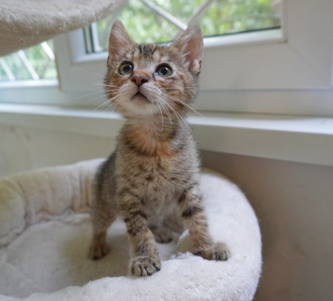 Phoebe, cea mai lipicioasă puiuță din București. Adopt-o!