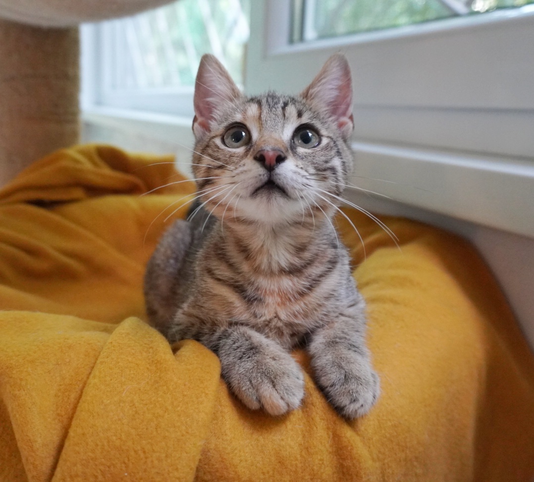 Cauți o puiuță care să fie obsedată de tine? Adopt-o pe Monica!