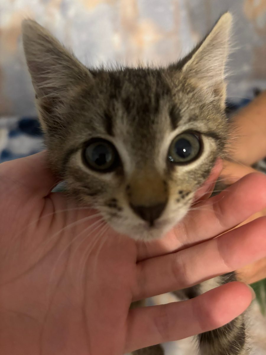 ADOPȚIE URGENTA – 2 pisoiași își caută familie!