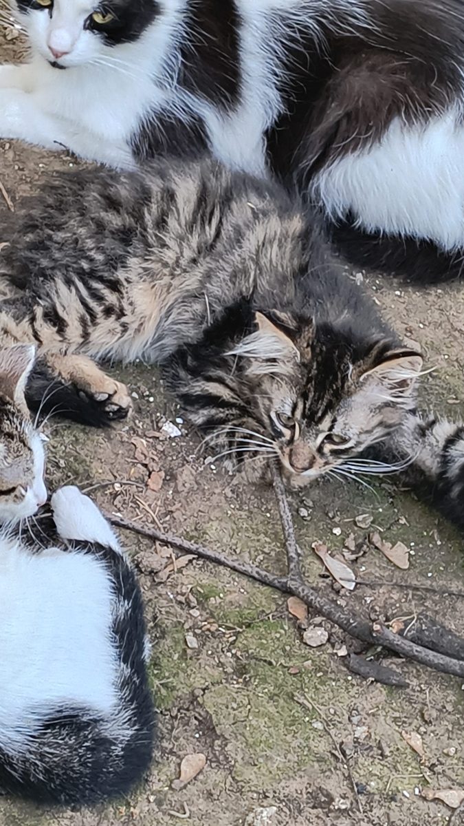Cautam casute pt doi pisoi frumosi si pufosi