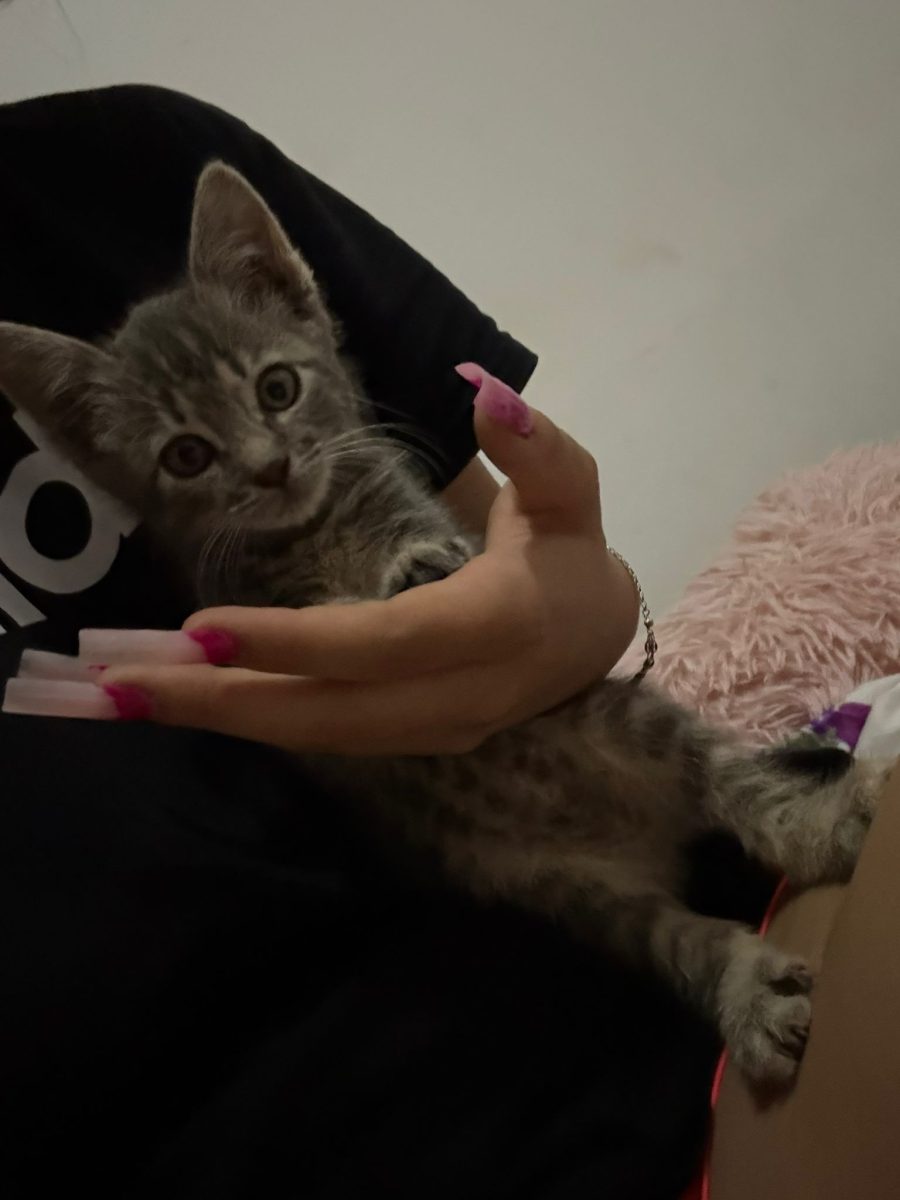 :  🐾 O mică prințesă blănoasă își caută căminul pentru totdeauna! 🐾