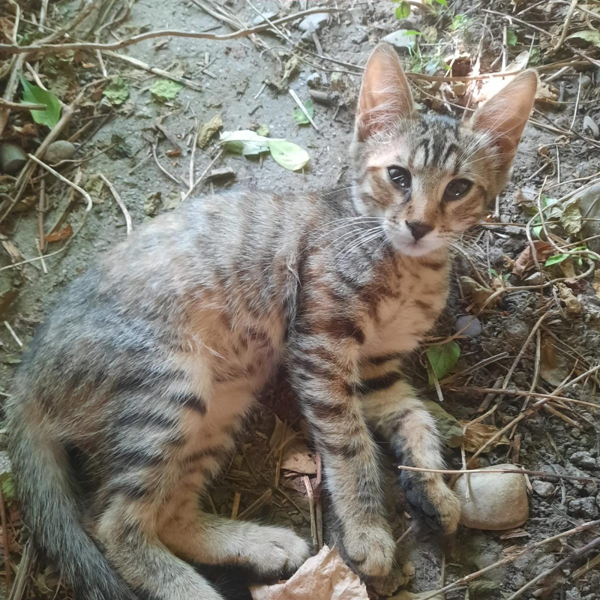 Puiut vargat pisicuta 3.5 luni sector 3 Bucuresti