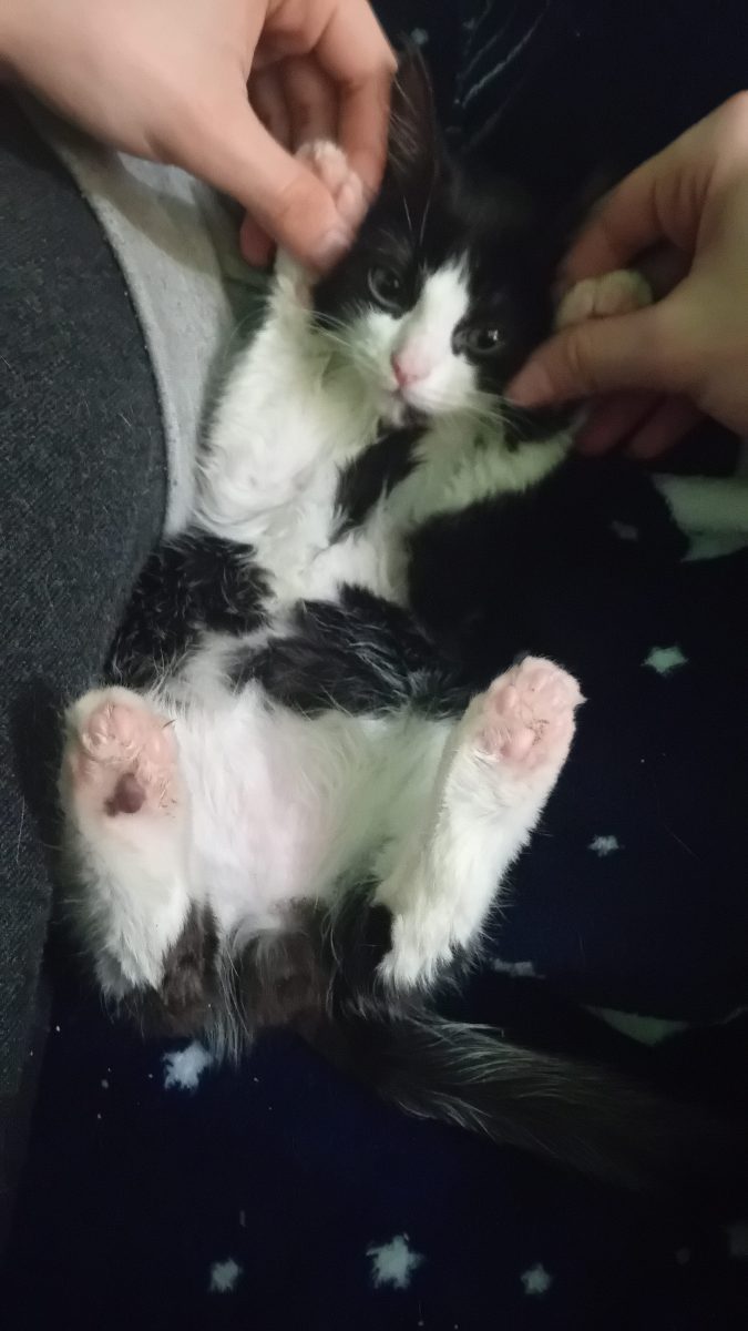 3 motanei de 9 luni cauta isi cauta casa/case